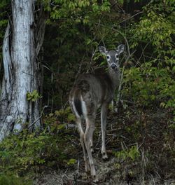 Cat standing in forest