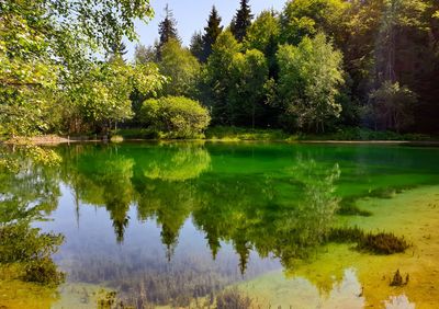 Scenic view of lake in forest