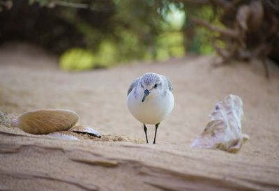 Close-up of bird perching on wood