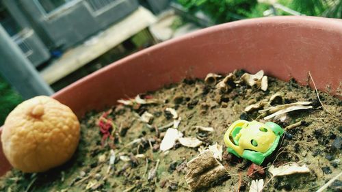 Close-up of fresh green leaf