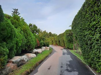 Road amidst trees against sky