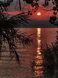 Silhouette tree by sea against sky during sunset