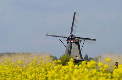 Scenic view of oilseed rape field against sky