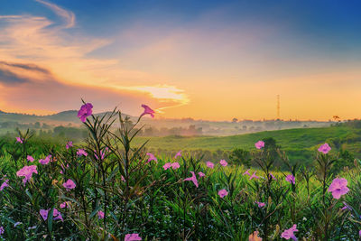 Pink flowering plants on field against sky during sunset