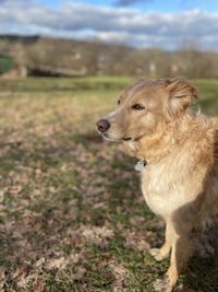Dog looking away on field