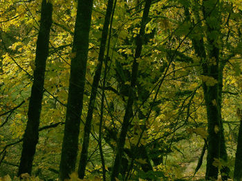 Low angle view of bamboo trees in forest