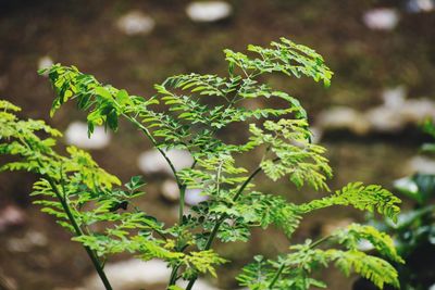 Green leaf