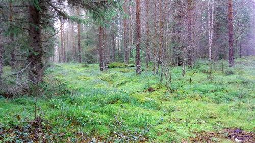 View of trees in forest