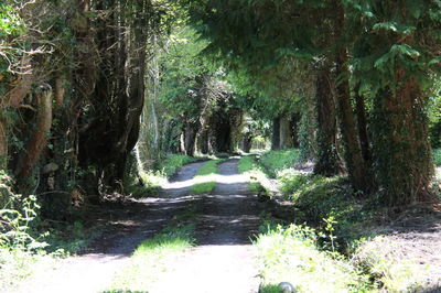 Dirt road amidst trees in forest