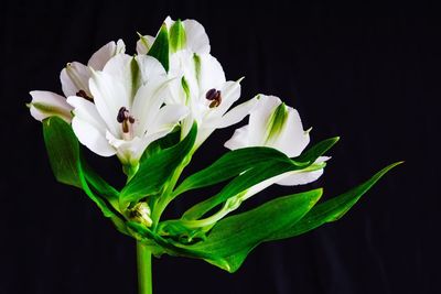 Close-up of white flowering plant against black background