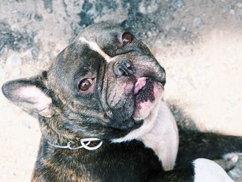 High angle view of dog looking away