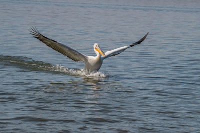 Bird flying over lake