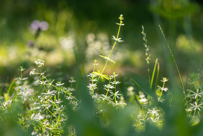 Close-up of flowering plants on field