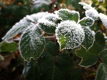 Close-up of frozen plant during winter