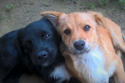 Close-up portrait of dog