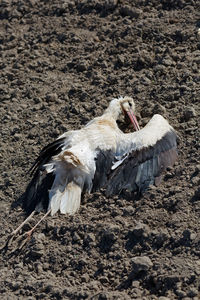 Poisoned white stork ciconia ciconia lay on the ground