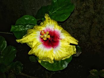 High angle view of yellow flower blooming outdoors