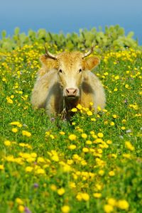 Portrait of an animal on field