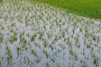 Scenic view of flowering plants on field