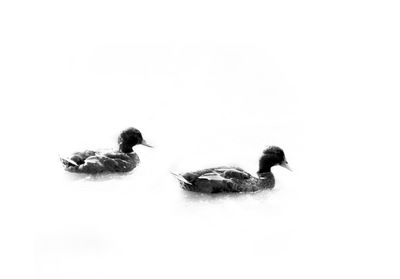 Ducks on white background