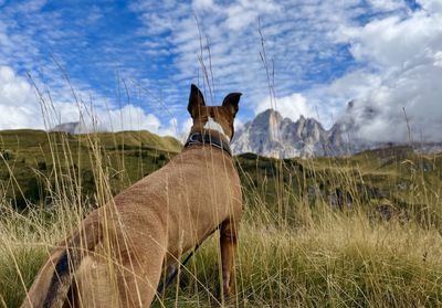 Dog standing on field