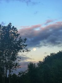 Low angle view of trees against sky