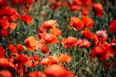 Close-up of red poppy flowers