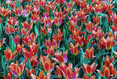 Full frame shot of red tulips