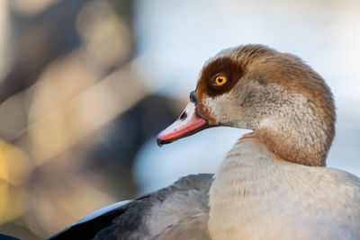 Close-up of a bird