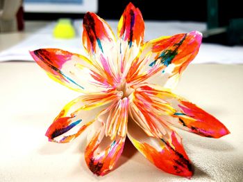 Close-up of multi colored flower