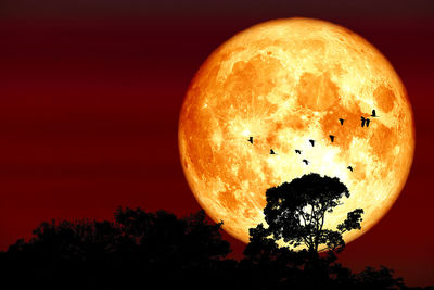 Silhouette plants against orange sky