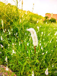 Close-up of plants growing on field