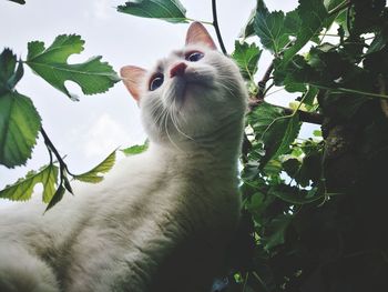 Low angle view of cat sitting on plant