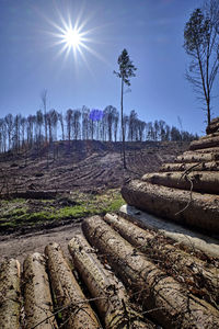 Scenic view of trees growing on field against sky