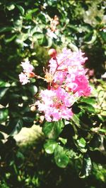 Close-up of pink flowers blooming on tree