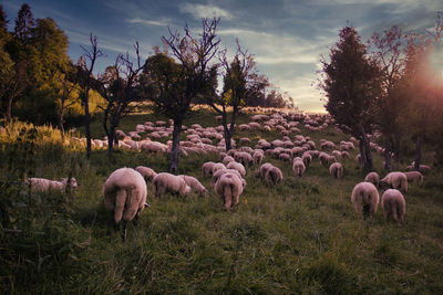 Sheep in a field