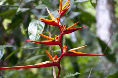 Close-up of red flowering plant