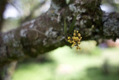 Close-up of flower tree