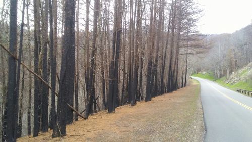 Road amidst trees in forest