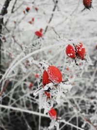 Close-up of red berries on tree