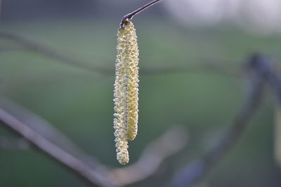 Close-up of plant on twig