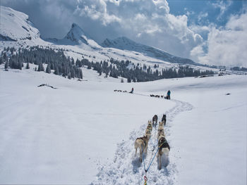 View of dogs on snow covered field against sky