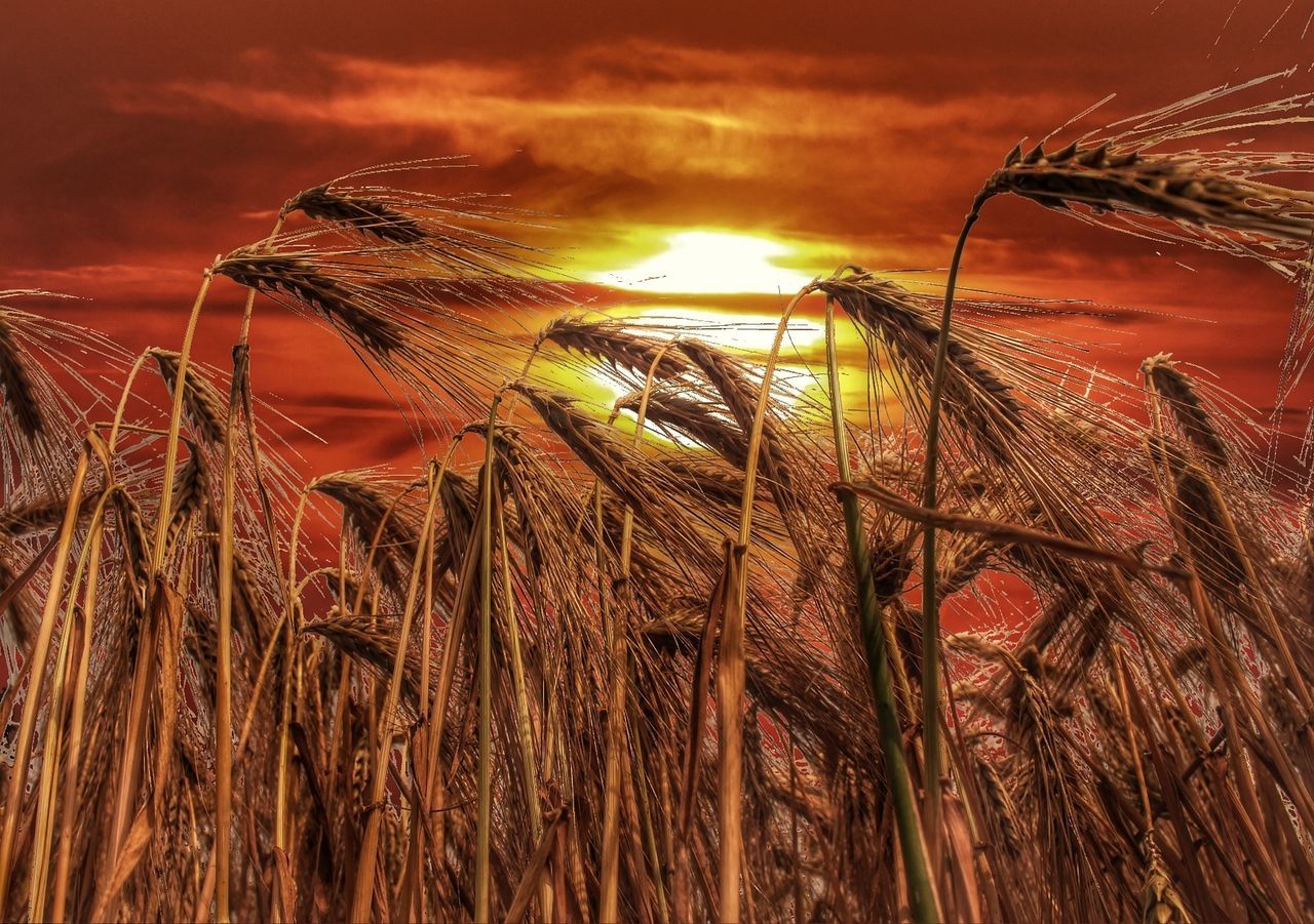 sky, sunset, growth, low angle view, field, plant, nature, crop, cloud - sky, outdoors, agriculture, palm tree, rural scene, tranquility, cereal plant, no people, beauty in nature, orange color, close-up, celebration