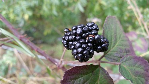 Close-up of berries growing on plant