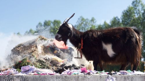 Close-up of dog standing against sky