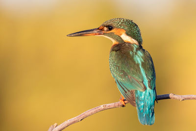 Close-up of bird perching on branch