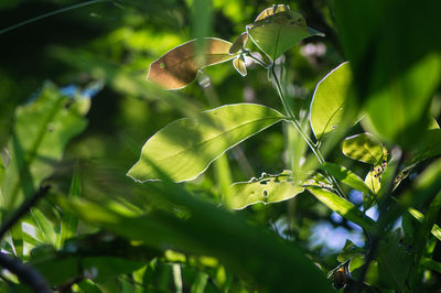 Close-up of grasshopper on plant
