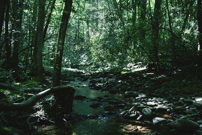 Stream in forest