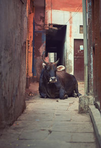 A large ox blocking a narrow street in varanasi