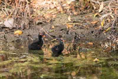 Birds swimming in lake